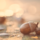 Illustration for article titled Today in feel-good stories: An acorn, a mall, and a lost-and-found
